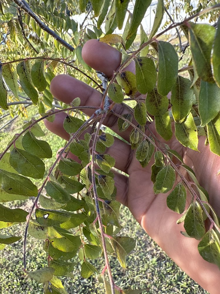 Curry leaf close-up showing black sooty mold