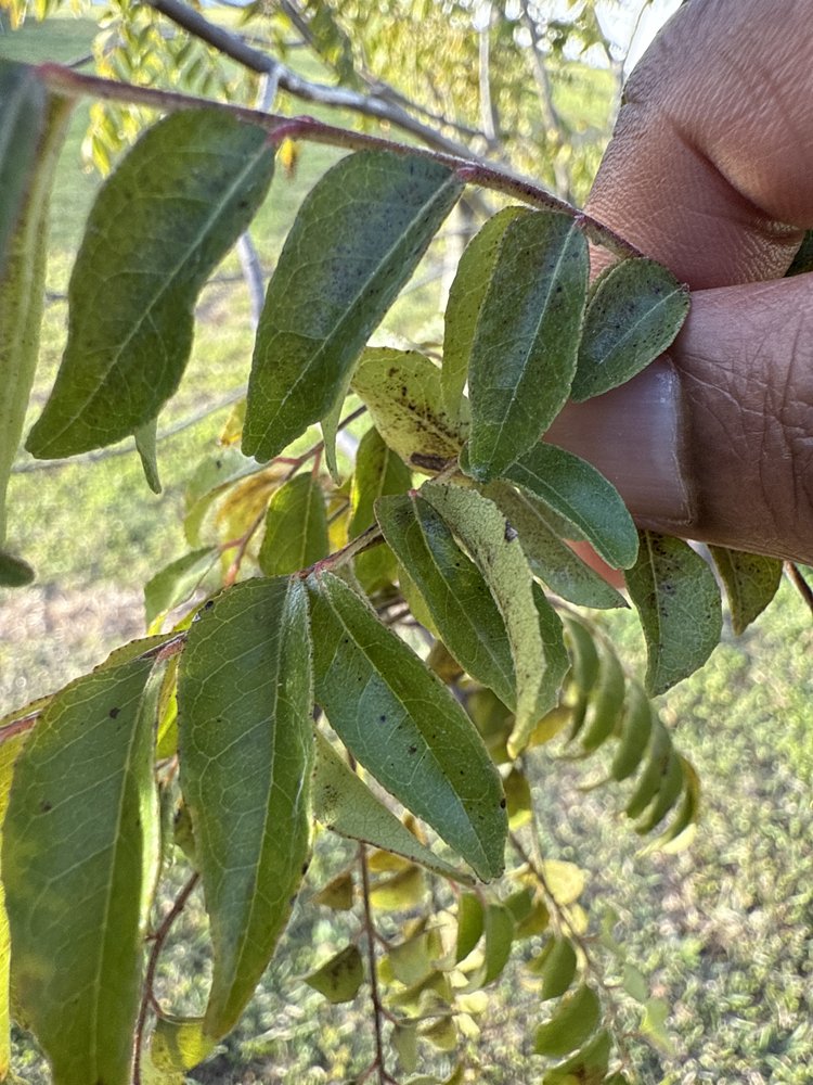 Curry leaves held up for inspection