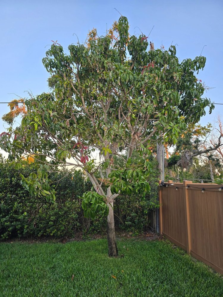 Mango tree with developing fruit