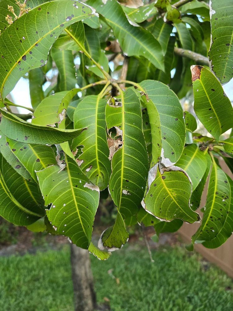 Mango leaves and inflorescences