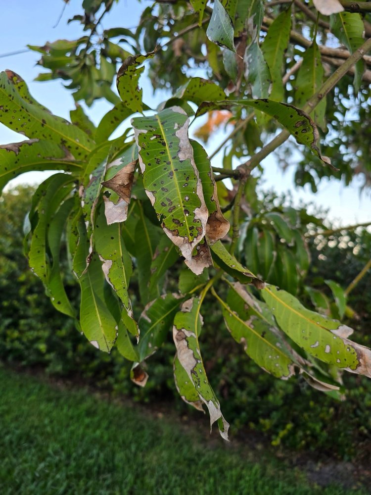 Close-up of mango foliage
