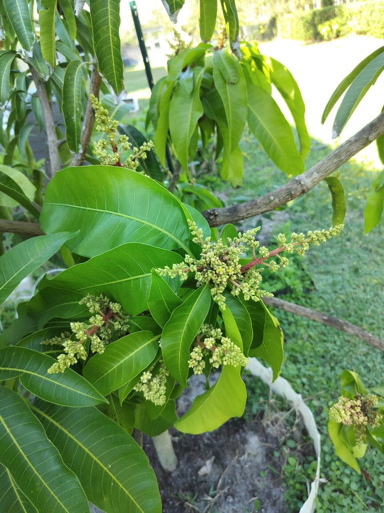 Mango foliage close-up