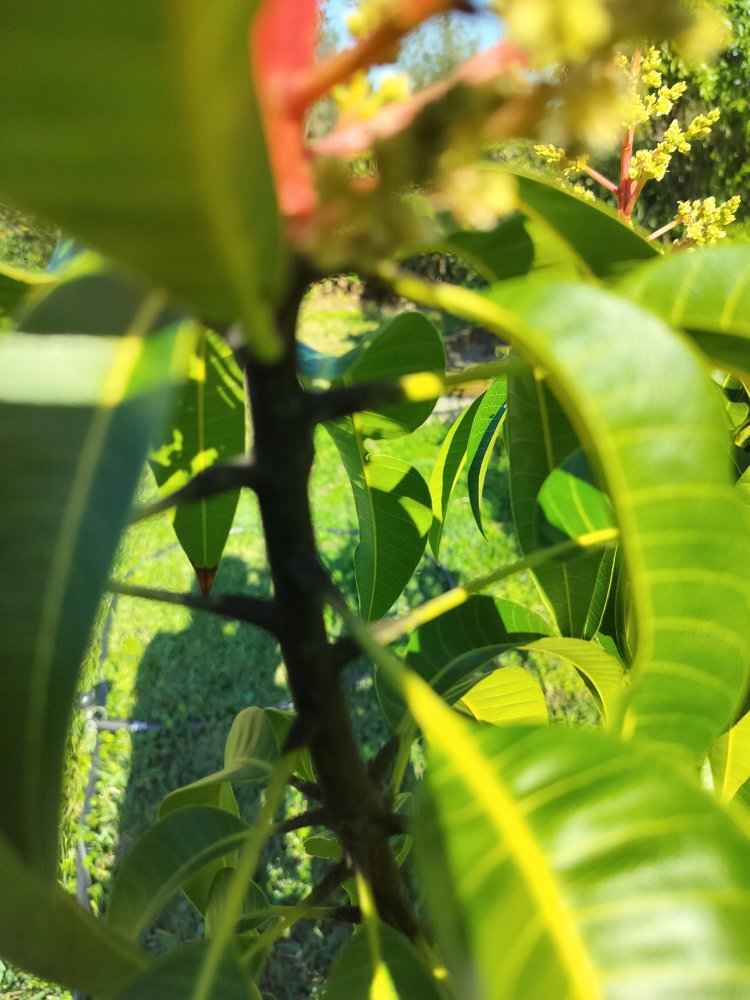 Mango tree with developing fruit