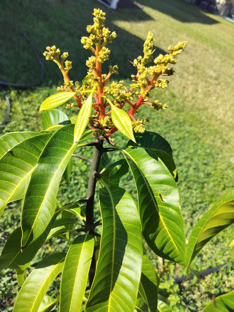 Mango flowering panicle close-up