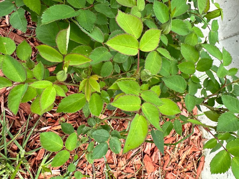 Rose plant with flower buds