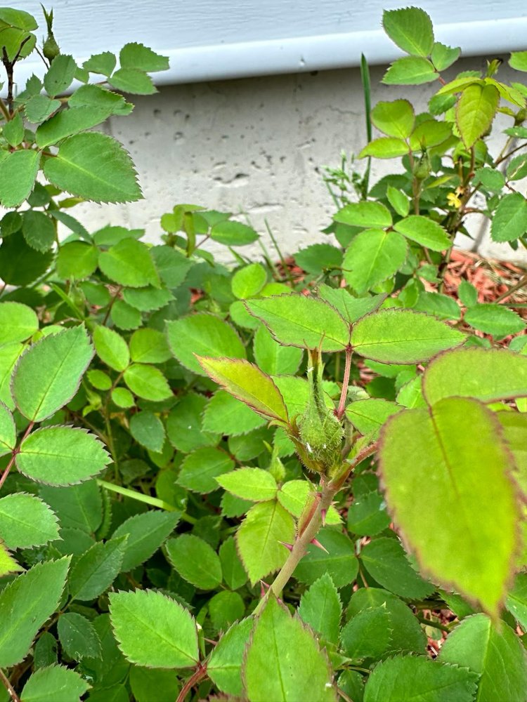 Close-up of rose buds with aphids