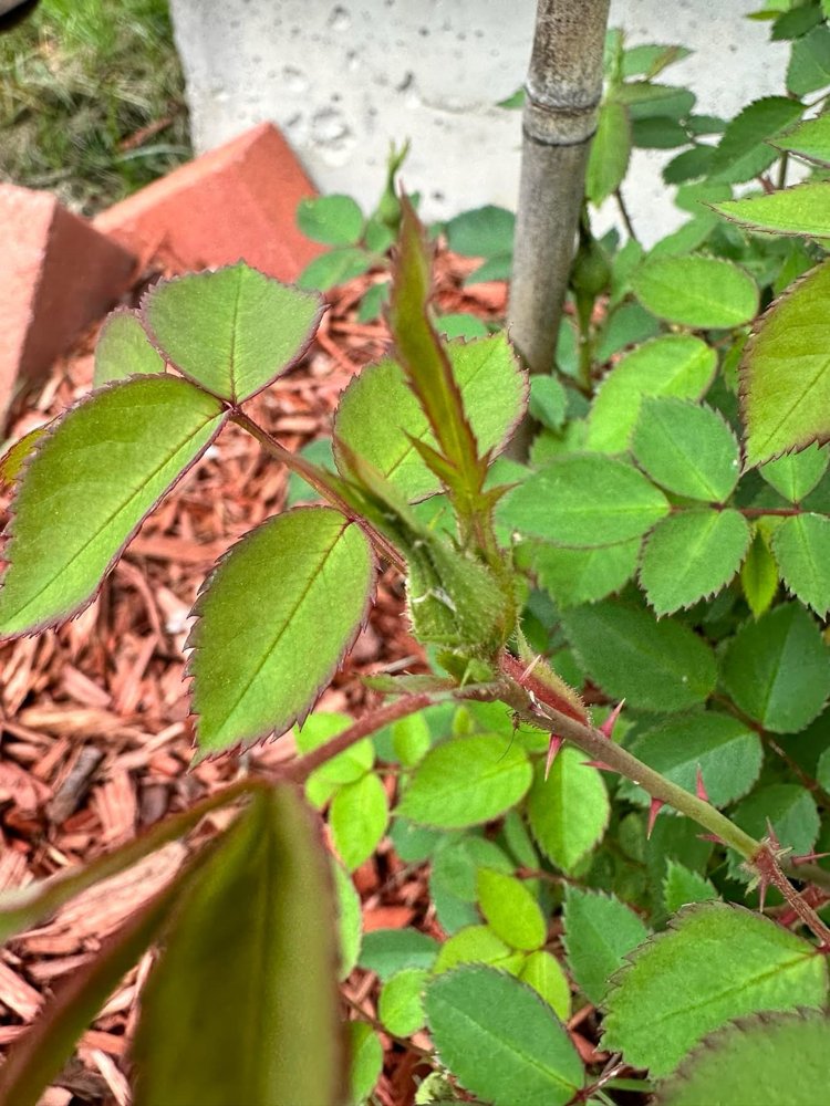 Aphids clustered on tender new growth