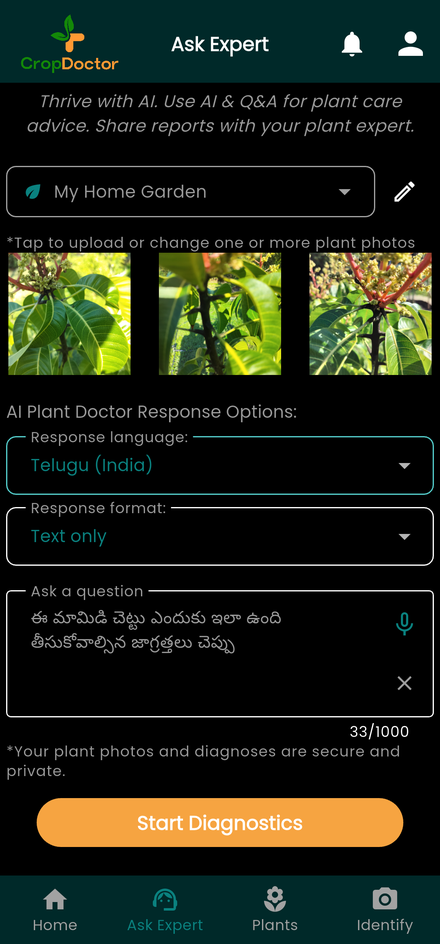 Ask CropDoctor a question in Telugu with plant photos
